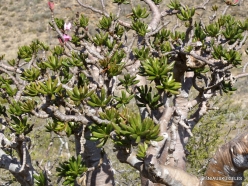 Wadi Kalysan. Desert roses (Adenium obesum socotranum) (14)