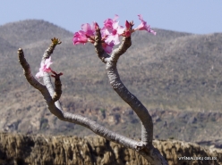 Wadi Kalysan. Desert roses (Adenium obesum socotranum) (16)