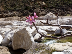 Wadi Kalysan. Desert roses (Adenium obesum socotranum) (24)