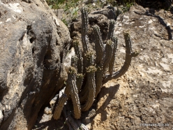 Wadi Kalysan. Euphorbia spiralis