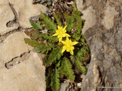 Wadi Kalysan. Local plants (12)