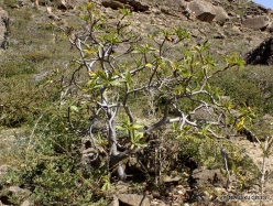 Wadi Kalysan. Local plants (16)