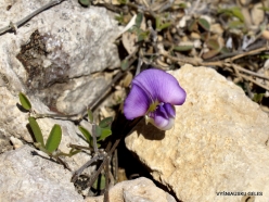 Wadi Kalysan. Local plants (17)