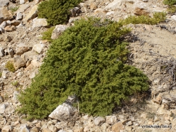 Wadi Kalysan. Local plants (5)
