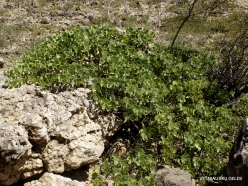 Wadi Kalysan. Local plants (7)