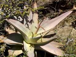 Wadi Kalysan. Socotrine aloe (Aloe perryi) (2)