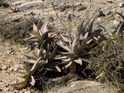 Wadi Kalysan. Socotrine aloe (Aloe perryi)