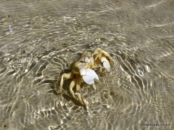 Detwah Lagoon. Crabs (2)