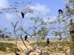 Detwah Lagoon. Our campsite. Socotra starling (Onychognathus frater)