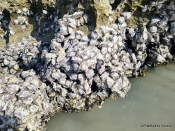 Detwah Lagoon. Rock Oyster (Saccostrea cucullata) (2)