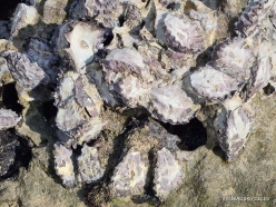 Detwah Lagoon. Rock Oyster (Saccostrea cucullata) (3)