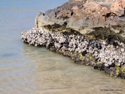 Detwah Lagoon. Rock Oyster (Saccostrea cucullata)
