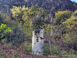 Dixam plateau. Cucumber Tree (Dendrosicyos socotranus) (2)