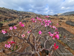 Dixam plateau. Desert roses (Adenium obesum socotranum) (6)