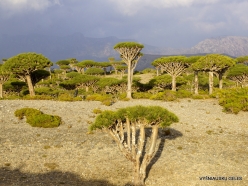 Dixam plateau. Dragon’s blood trees (Dracaena cinnabari) (10)