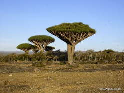 Dixam plateau. Dragon’s blood trees (Dracaena cinnabari) (17)