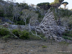 Dixam plateau. Dragon’s blood trees (Dracaena cinnabari) (18)
