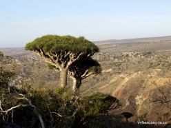 Dixam plateau. Dragon’s blood trees (Dracaena cinnabari) (19)