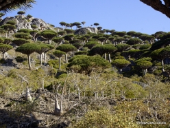 Dixam plateau. Dragon’s blood trees (Dracaena cinnabari) (30)