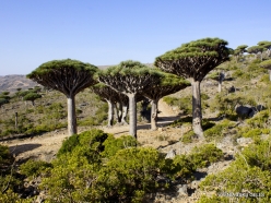 Dixam plateau. Dragon’s blood trees (Dracaena cinnabari) (33)