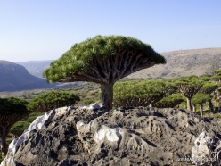 Dixam plateau. Dragon’s blood trees (Dracaena cinnabari) (36)