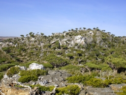 Dixam plateau. Dragon’s blood trees (Dracaena cinnabari) (37)