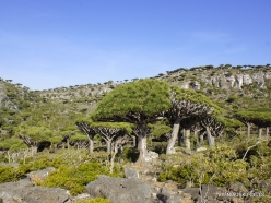 Dixam plateau. Dragon’s blood trees (Dracaena cinnabari) (38)