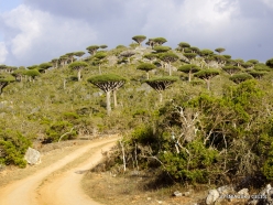 Dixam plateau. Dragon’s blood trees (Dracaena cinnabari) (4)