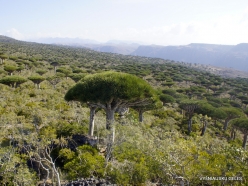 Dixam plateau. Dragon’s blood trees (Dracaena cinnabari) (41)