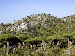 Dixam plateau. Dragon’s blood trees (Dracaena cinnabari) (42)