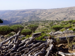 Dixam plateau. Dragon’s blood trees (Dracaena cinnabari) (49)