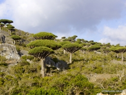 Dixam plateau. Dragon’s blood trees (Dracaena cinnabari) (5)