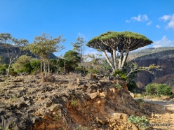 Dixam plateau. Dragon’s blood trees (Dracaena cinnabari) (53)