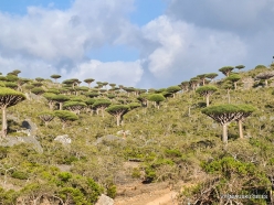 Dixam plateau. Dragon’s blood trees (Dracaena cinnabari) (54)