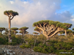 Dixam plateau. Dragon’s blood trees (Dracaena cinnabari) (56)