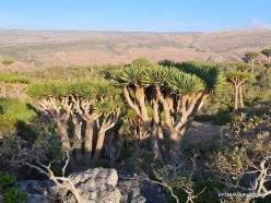 Dixam plateau. Dragon’s blood trees (Dracaena cinnabari) (61)