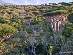 Dixam plateau. Dragon’s blood trees (Dracaena cinnabari) (62)