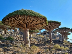 Dixam plateau. Dragon’s blood trees (Dracaena cinnabari) (63)