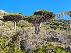 Dixam plateau. Dragon’s blood trees (Dracaena cinnabari) (64)