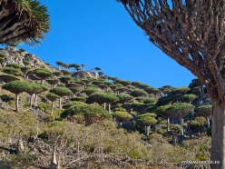 Dixam plateau. Dragon’s blood trees (Dracaena cinnabari) (65)