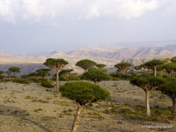 Dixam plateau. Dragon’s blood trees (Dracaena cinnabari) (9)