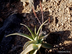 Dixam plateau. Socotrine aloe (Aloe perryi) (3)