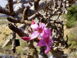 Shirhin. Desert roses (Adenium obesum socotranum) (4)