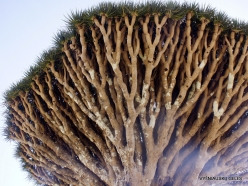 Shirhin. Dragon’s blood tree (Dracaena cinnabari) (4)
