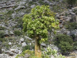 Ayhaft Canyon National Park. Desert roses (Adenium obesum socotranum) (4)