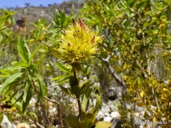 Ayhaft Canyon National Park. Local plants (6)
