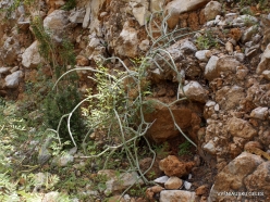 Ayhaft Canyon National Park. Local plants