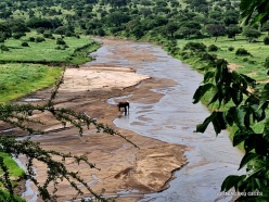 African elephants (Loxodonta africana) (2)