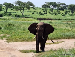 African elephants (Loxodonta africana)