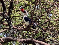 Decken's hornbill (Tockus deckeni) (2)
